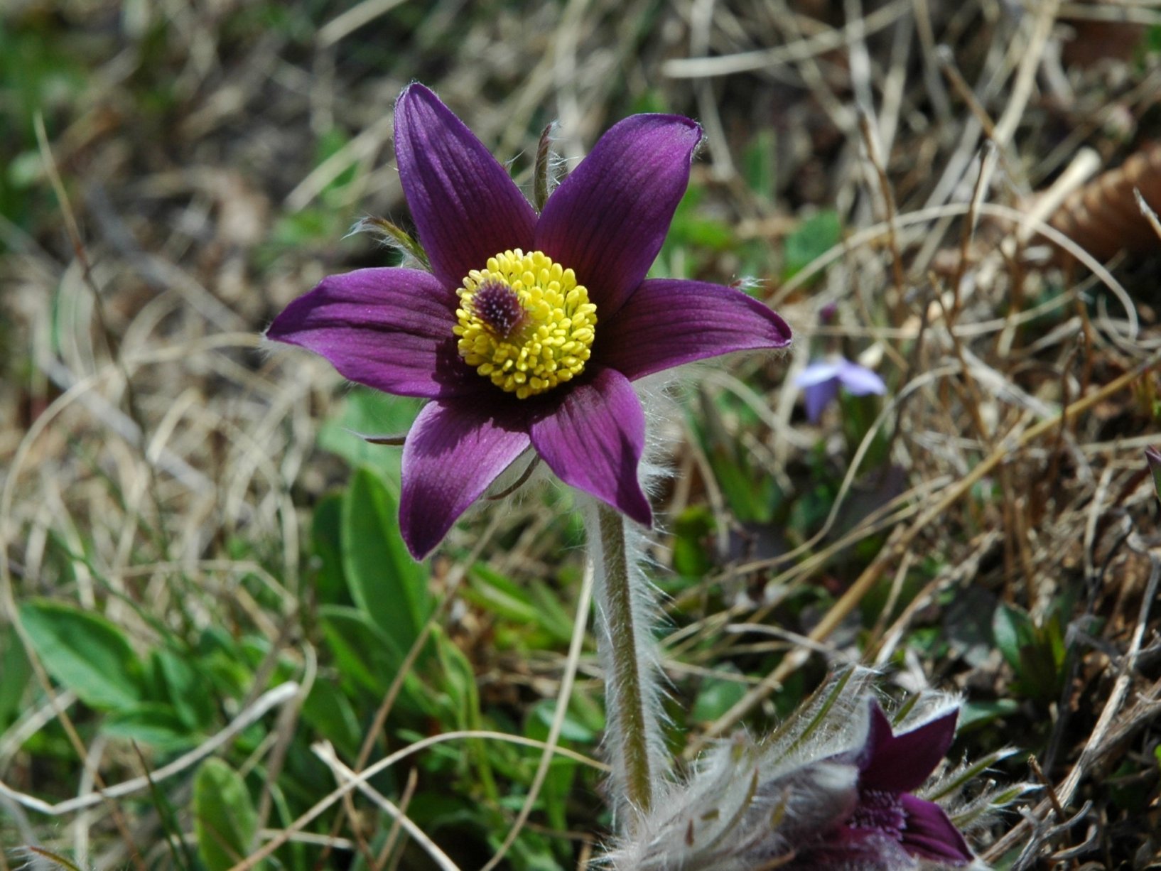 Pulsatilla montana / Anemone montana